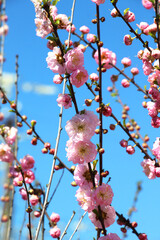 The ornamental plant three-lobed almond (Prunus triloba) is blooming in the garden