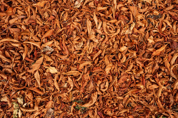 Dry autumn leaves on the ground
