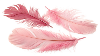 Set of delicate pink feathers on transparent background PNG. AI Generated 