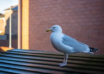 Gull perched on a shed