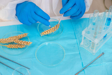 laboratory testing of wheat ears. Selective focus.