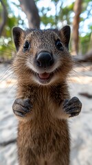 Obraz premium Happy quokka standing on hind legs, smiling.