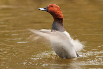 Głowienka (Aythya ferina) 