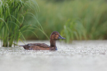 Głowienka (Aythya ferina) 