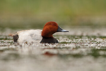 Głowienka (Aythya ferina) 