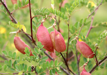 Colutea arborescens grows in nature