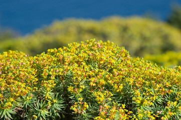 Obraz premium yellow flowers in the field, euphorbia (euphorbia arborea) Alghero, Sardinia, Italy