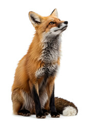 Fototapeta premium Red Fox Sitting, Looking Up - Isolated Studio Shot, White Background, Wildlife Portrait