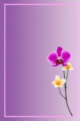 Purple Orchid Flower with Soft Yellow Accents on Light Lavender Background
