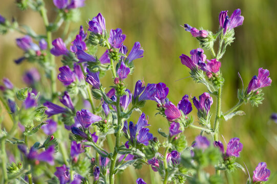 Wildflower meadow with violet hairy vetch. purple flowers in the field Viper's Bugloss (Echium vulgare) flowers Sardinia, Itaky