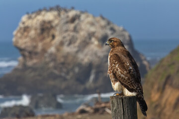 Horizontal hawk portrait accented by Pacific coast rocks and ocean in soft bokeh