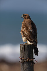 Vertical portrait of hawk perched on wood post wrapped with rusted barbed wire against blue sea and white surf