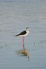 Black-winged Stilt (Himantopus himantopus).Stintino, salt pan lagoons. Sardinia. Italy