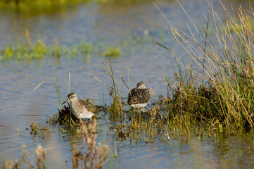  wood sandpiper (Tringa glareola) is a small wader belonging to the sandpiper family Scolopacidae Stintino, Sardinia, Italy
