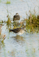  wood sandpiper (Tringa glareola) is a small wader belonging to the sandpiper family Scolopacidae Stintino, Sardinia, Italy
