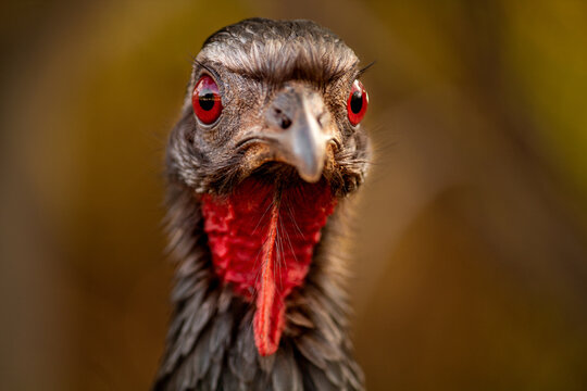 close up jacu guan penelope bird