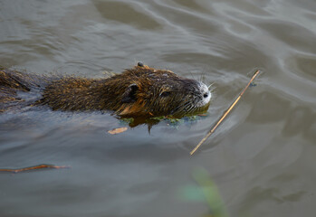 Nutria swimming in a lake, close-up, summer, animals in the south of France
