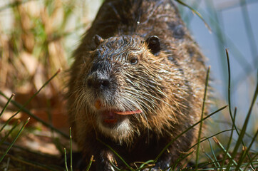 Nutria eating on the river bank, close-up, summer, animals in the south of France