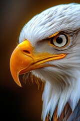 Majestic eagle gazing intensely with piercing eyes in a serene forest background during the golden hour, symbolizing strength and freedom in nature Generative AI
