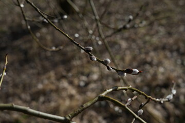 Close-up image showcasing natural beauty and texture of willow buds on branches during early spring in a serene outdoor environment