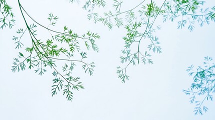 Delicate fern leaves against blue sky. Background blur