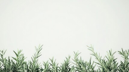 Fresh Green Herb Sprigs Against Light Background for Natural Decor