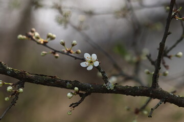 fiori di prugnolo in primavera