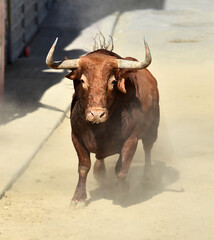 un toro con grandes cuernos en españa