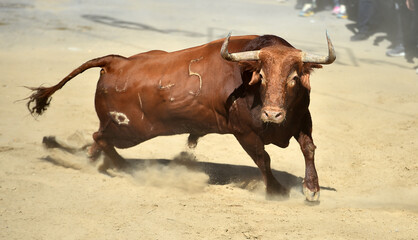 un toro con grandes cuernos en españa
