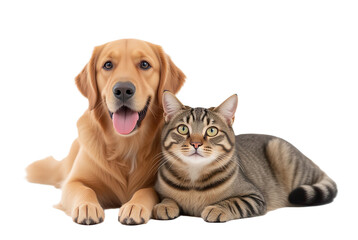 Cute Golden Retriever and Playful Tabby Cat Posing Together