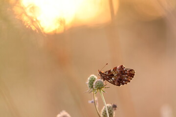 una farfalla boloria dia al tramonto