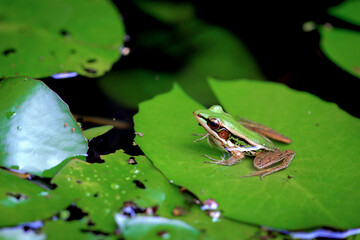 Green Frog on Lily Pad in a Tranquil Pond, Nature Wildlife Photography