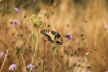 una farfalla macaone su un fiore al tramonto