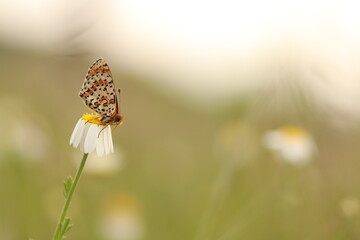 una farfalla melitaea al tramonto