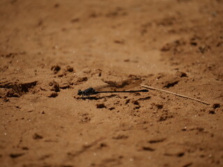 Dragon fly close up shot