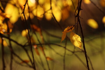 foglie nel bosco in autunno