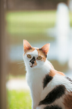 portrait of a calico cat named Chihiro