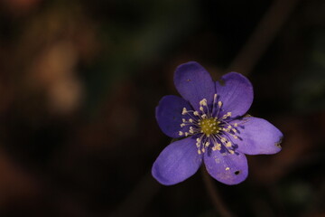fiori di anemone hepatica nel bosco