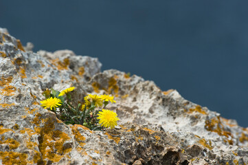Taraxacum officinale, the dandelion or common dandelion, flowers on the rocks, in bloom, with blue sea on the background Alghero, Capo Caccia, Sardinia, Italy