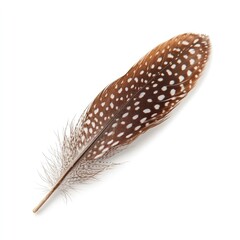 Isolated white plume, a single bird feather