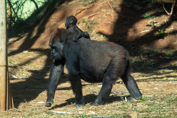 mother gorilla carrying baby infant © Jessica