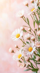 Fototapeta premium Sunlight illuminating white daisies with yellow centers, green leaves scattered on soft pink backdrop