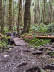 Tree roots and a wooden bridge in the rain forest