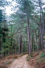 Green deep forest in mountain near bay Boka and Kotor town in Montenegro in winter time