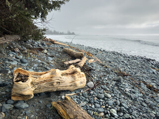 Dirftwood on the shore of a rocky beach