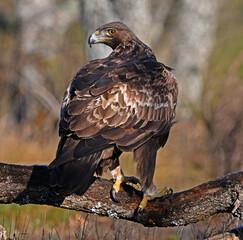 un aguila real en la montaña en españa