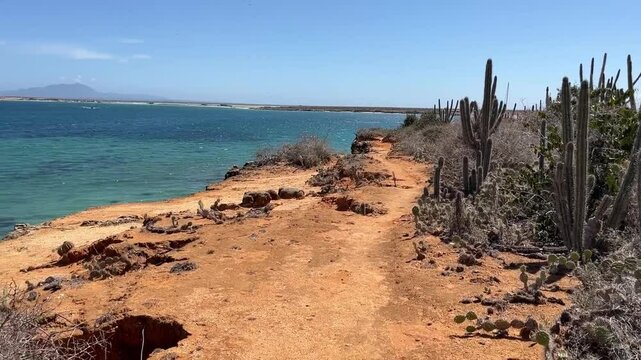 Large cactuses and beautiful seaside view