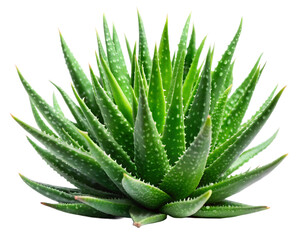 Fototapeta premium aloe vera plant isolated