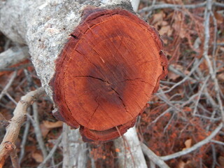 Photograph showing in detail the red heartwood of a cut tree branch