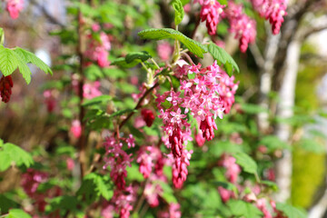 Lovely ribes sanguineum pink flowers blooming in a garden in spring time